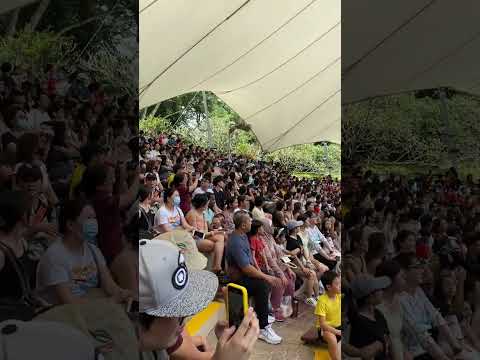 Fly High In Amphitheater, Jurong Bird Park in Singapore #shorts