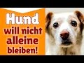 Hund will nicht alleine bleiben ►►  Wie lernt mein Hund alleine zu bleiben?