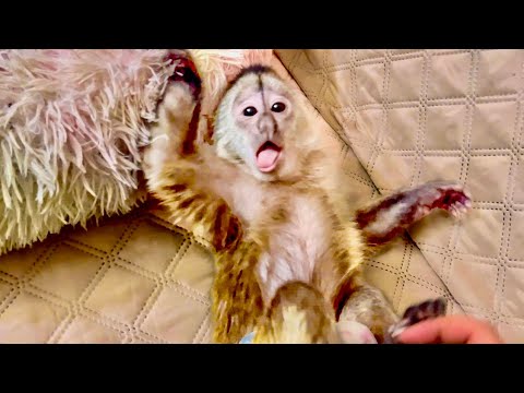 ПРОСТО СМЕХ! Финя ВООБРАЖАЕТ и вздумал на меня НАПАДАТЬ!))