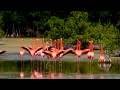 Danza De Los Flamencos