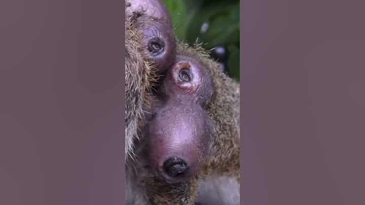 ARDILLA Infestada por Larvas  (gusanos).   SQUIRREL infested by larvae