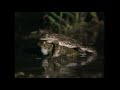 Зелена ропуха – Pseudepidalea (Bufotes) viridis - European green toad