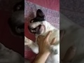Funniest French Bulldog begs to stop tickling!!!