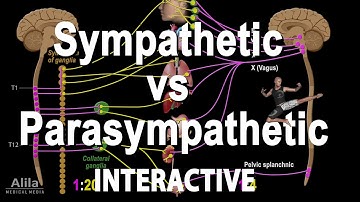 NEW: INTERACTIVE Animation: The Autonomic Nervous System (ANS)
