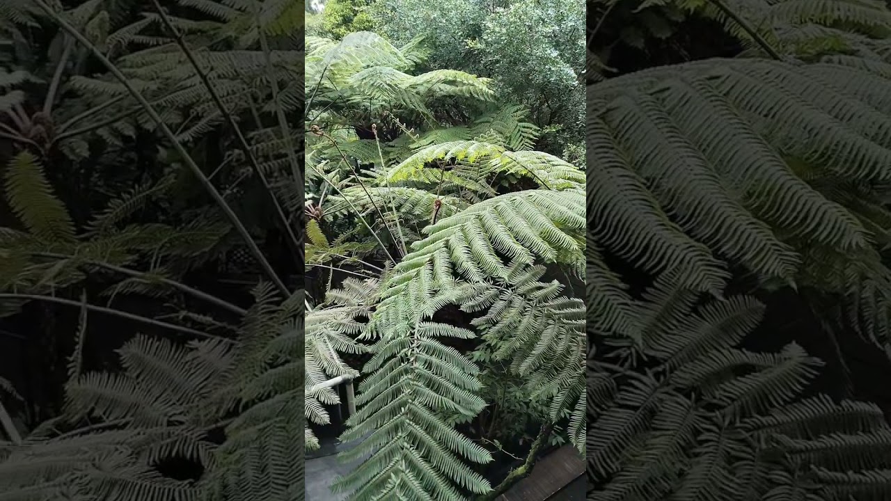 cafe resto kalang ulu Berastagi