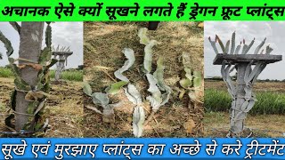 Dragon Fruit Farming: Root Damage Solutions Revealed C variety dragon fruit plant