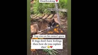 Dog's Heartbreaking Reaction At Owner's Graveyard | #Dogloyalty #Doglovers  #Dogbehavior