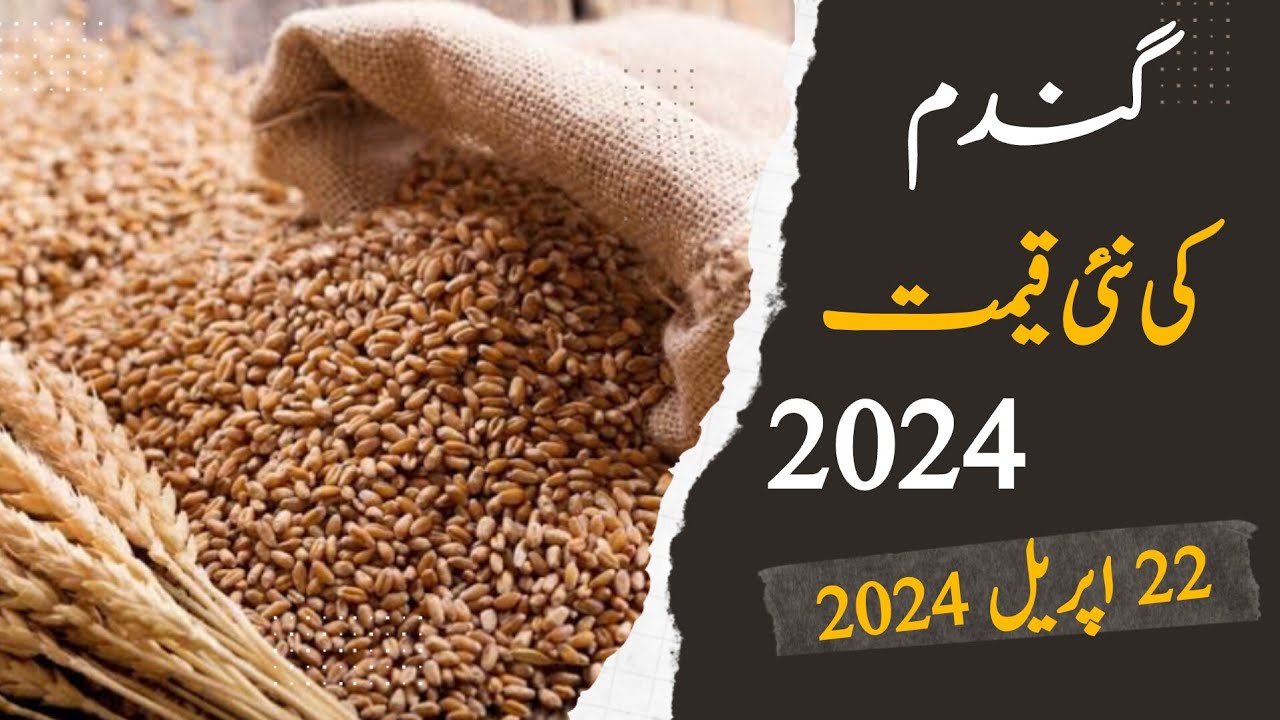 Wheat new rate today | Wheat new price today 2024 | Today wheat price ...