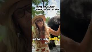 Helping Elephants Shed: Scraping Off Dead Skin  Keep Them Healthy🐘 #animals #wildlife #shorts #world