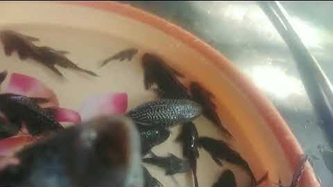 NGHĨA NGUYỄN. CÁ LAU KIẾNG MẮC CẠN ĐƯỢC GIẢI CỨU.