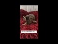 Nuit paisible avec nos chats