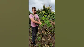 Канадский Клён - Остролистный
