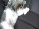 Rikku (shih tzu) in the car being cute