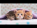 очаровательные котята делают забавные вещи 2020 🐱 Самые милые кошки №1