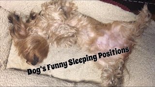 Dogs Funny Sleeping Positions Reiko The Yorkie