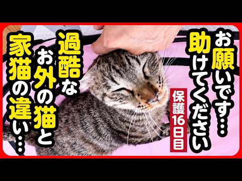 【緊急保護】外猫から家猫へ…環境の違いに少しずつ馴染んでいくミロ