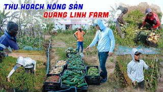 Quanglinhvlogs || Thu Hoạch Cùng Lúc Nhiều Nông Sản Tại Quang Linh Farm