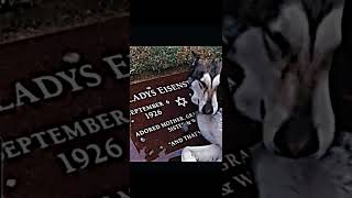 Dog Crying At Owners Grave 😢 😭 #Subscribe#Capcut#Edit