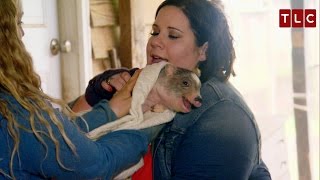 Babs and Whitney Get a Piglet | My Big Fat Fabulous Life