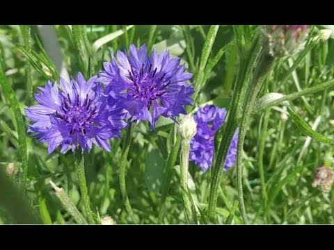 Wideo: Chaber Niebieski - Centavria Cyanis - Lek Na Centaur