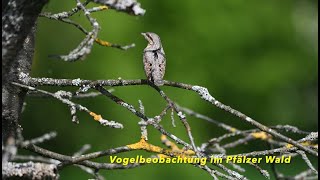 Vogelbeobachtung im Pfälzer Wald  auf den Spuren von Wendehals, Gimpel und Co.