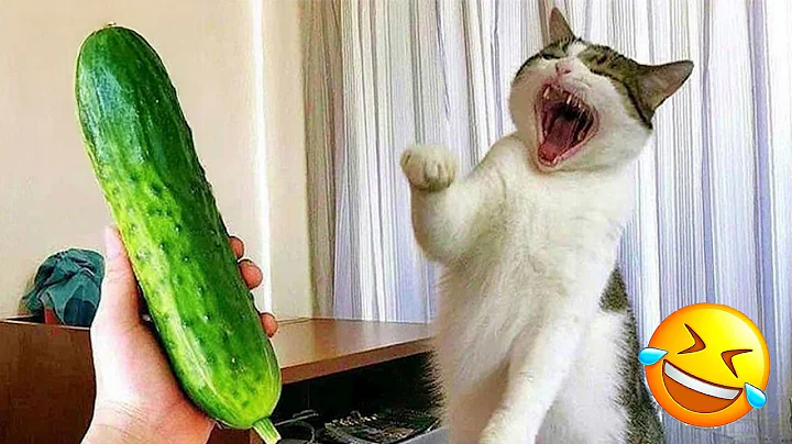 Watch the video about Funniest Pets 2024 😄 Very Funny Cats and Dogs Videos 😹🐶 PART 34