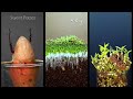 The Magic of Nature: Plants in Time Lapse  #greentimelapse #gtl #timelapse