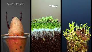 The Magic of Nature: Plants in Time Lapse  #greentimelapse #gtl #timelapse