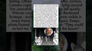 Man In Wolf Suit Gets Surrounded By Real Pack