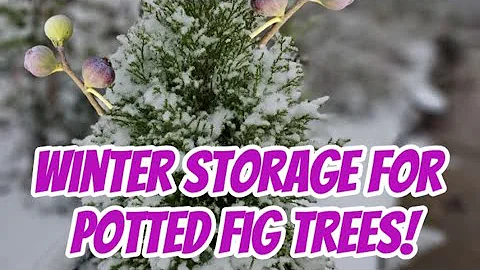 Winter Storage for Potted Fig Trees