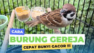 Cara merawat burung gereja agar cepat bunyi gacor