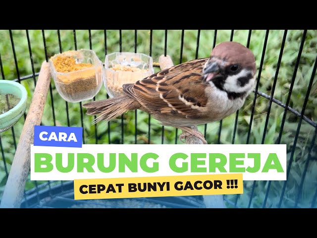 Cara merawat burung gereja agar cepat bunyi gacor class=