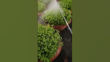 Bông cúc đại đóa tết 2024 #cucdaidoa #toannguyen