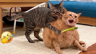 New Funny Animals😿🐶Best Funny Dogs and Cats Videos Of The Week😜 by BOO PETS 24,603 views 1 month ago 32 minutes
