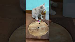 Marble run 🔴 red balls #satisfying #asmr #cat #marblerun #cute