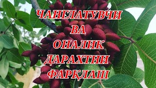 картинка: Хандон писталарда Чанглатувчи ва Оналик дарахтни олдиндан билиш