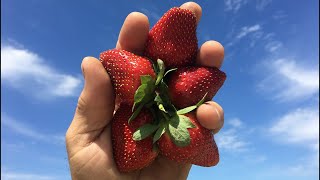 Berry Cool Weather Calls For Louisianas Strawberry Farmers To Get To Planting
