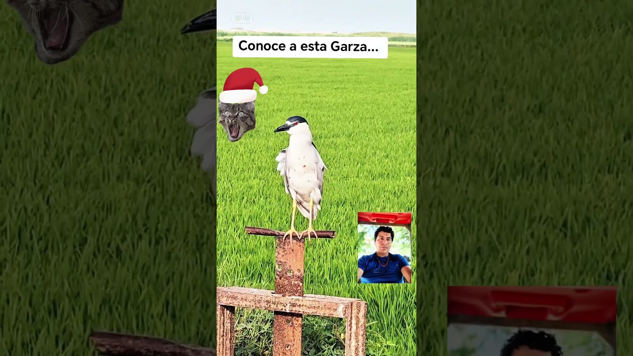 Garza "huaca" o "huacchira" 