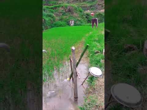 فزاعة طيور عبقرية