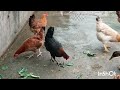 Desi Murgi Palan Fayda Hi Fayda Desi Murgi Palan Fayda Hi Fayda