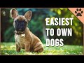 Top 10 Easiest Dog Breeds To Own