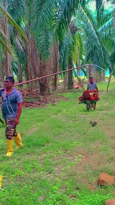 Harvesting palm oil fruit #youtube #shortvideo #malaysia #palmoil #new #yt