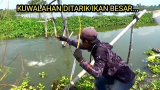 AKHIRNYA IKAN BESAR DI SPOT INI NAIK SEMUA, Bikin Kuwalahan Aja