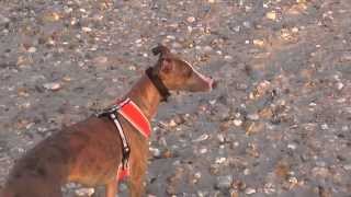 Lola Whippet Walks West Wittering Beach by Honeysucklelola Whippet 2,108 views 9 years ago 4 minutes, 43 seconds