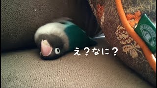 2020年初撮り！ 背泳ぎするボタンインコ