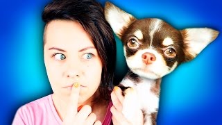 видео Как назвать собаку