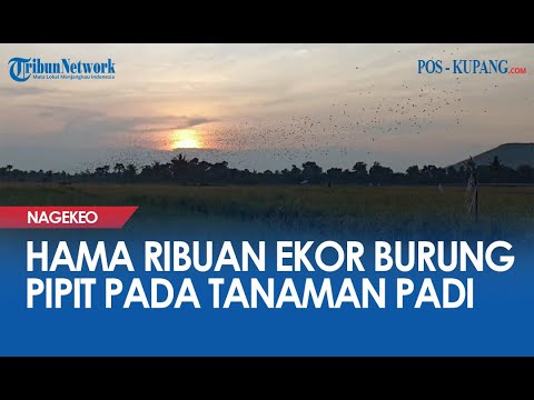 Serangan Hama Ribuan Ekor Burung Pipit pada Tanaman Padi di Mbay