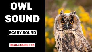 Real Owl Sounds | High Quality | Terrifying Owl Sound Experience! | 4K