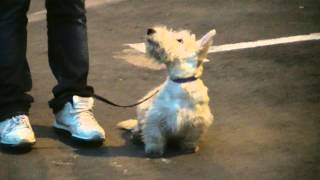 Дрессировка скотч терьера http://dogclass.ru/ Дрессировка скотч терьера http://dogclass.ru/
