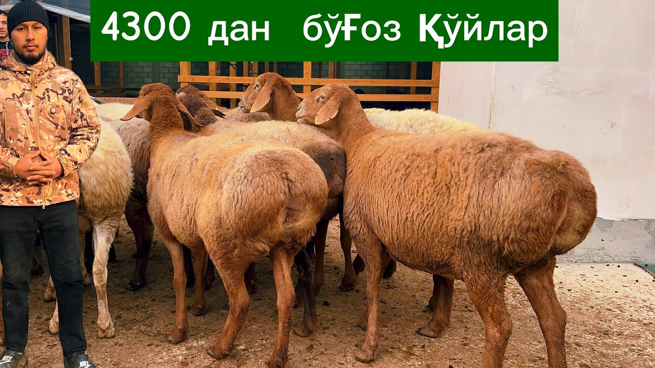 Йирик бўғоз қўйлар🔥Бегзодбек қўй фермаси💵